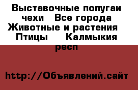 Выставочные попугаи чехи - Все города Животные и растения » Птицы   . Калмыкия респ.